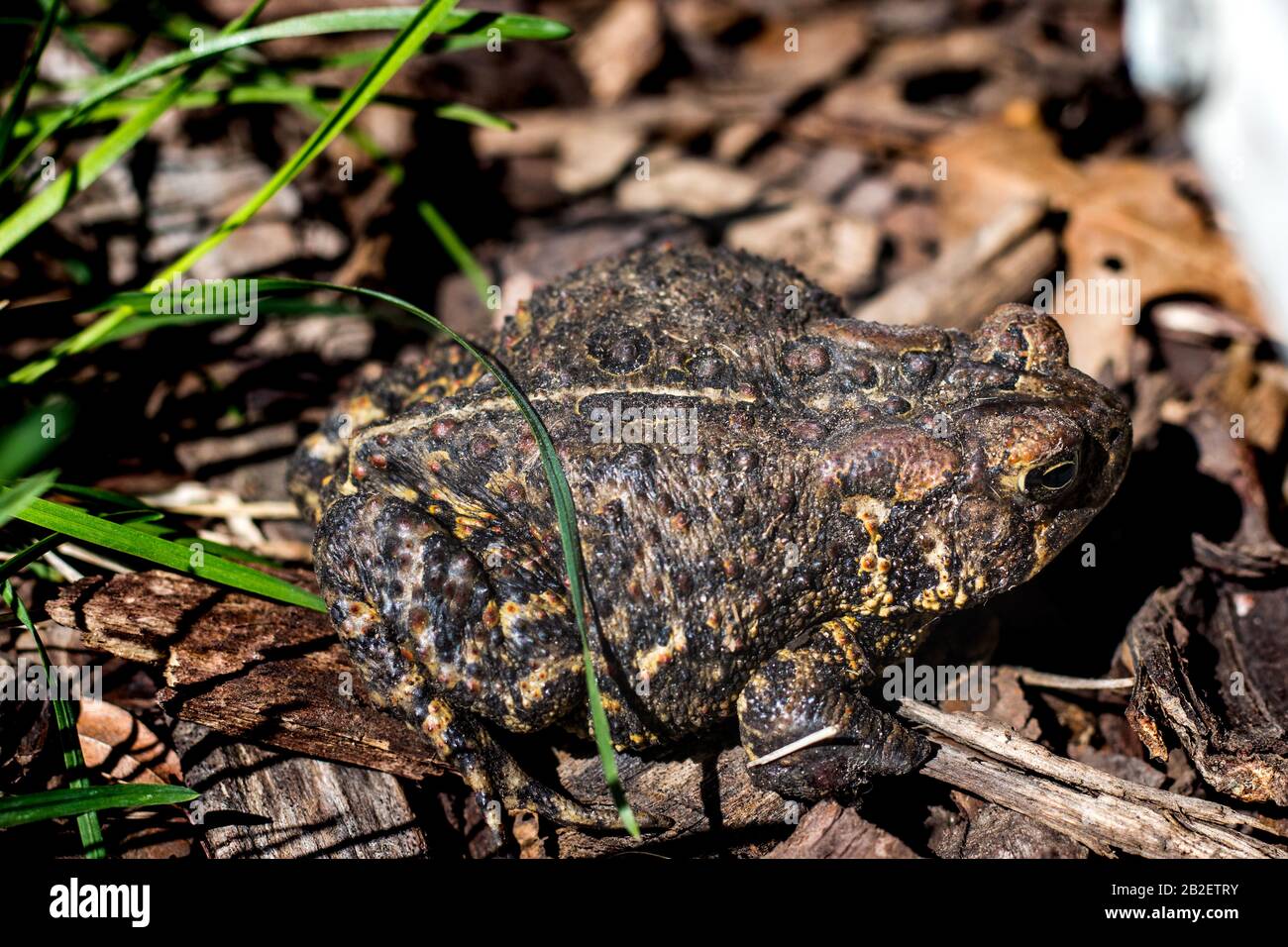 Grenouille dans l'herbe dans le nord de l'Illinois un jour de printemps. Banque D'Images