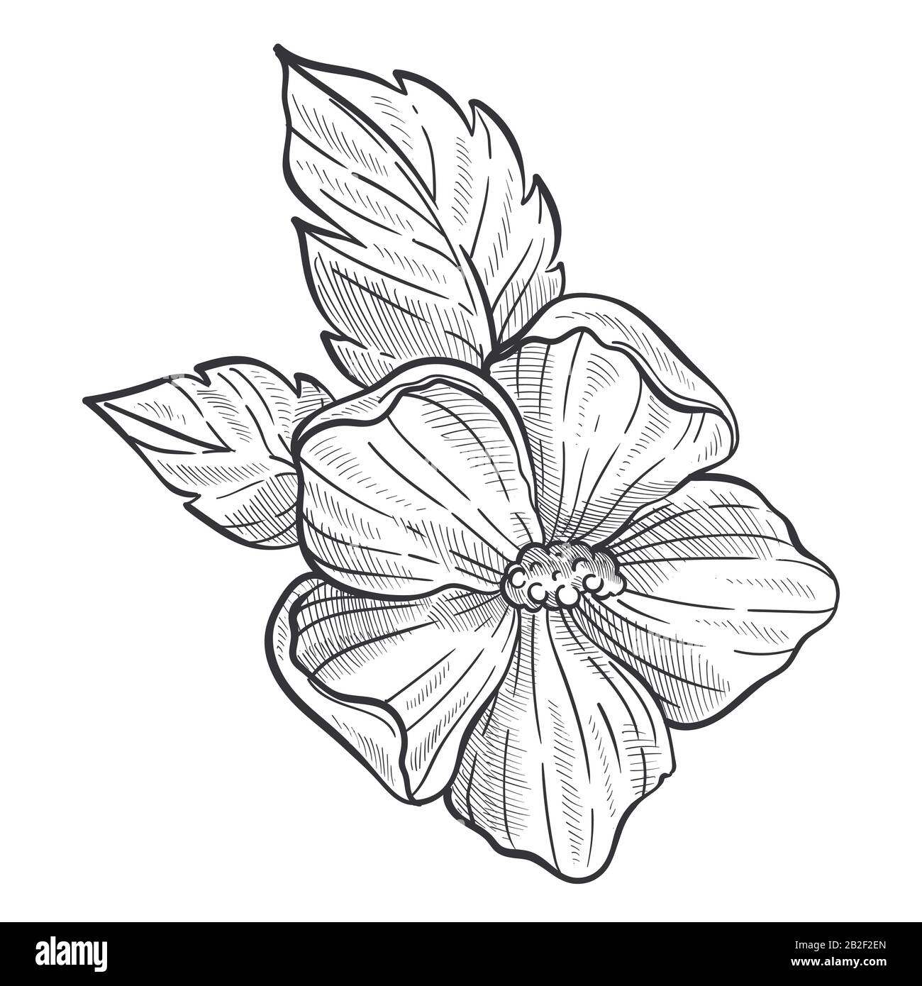 Croquis de fleurs d'Hibiscus, dessin au crayon de plantes sauvages Illustration de Vecteur