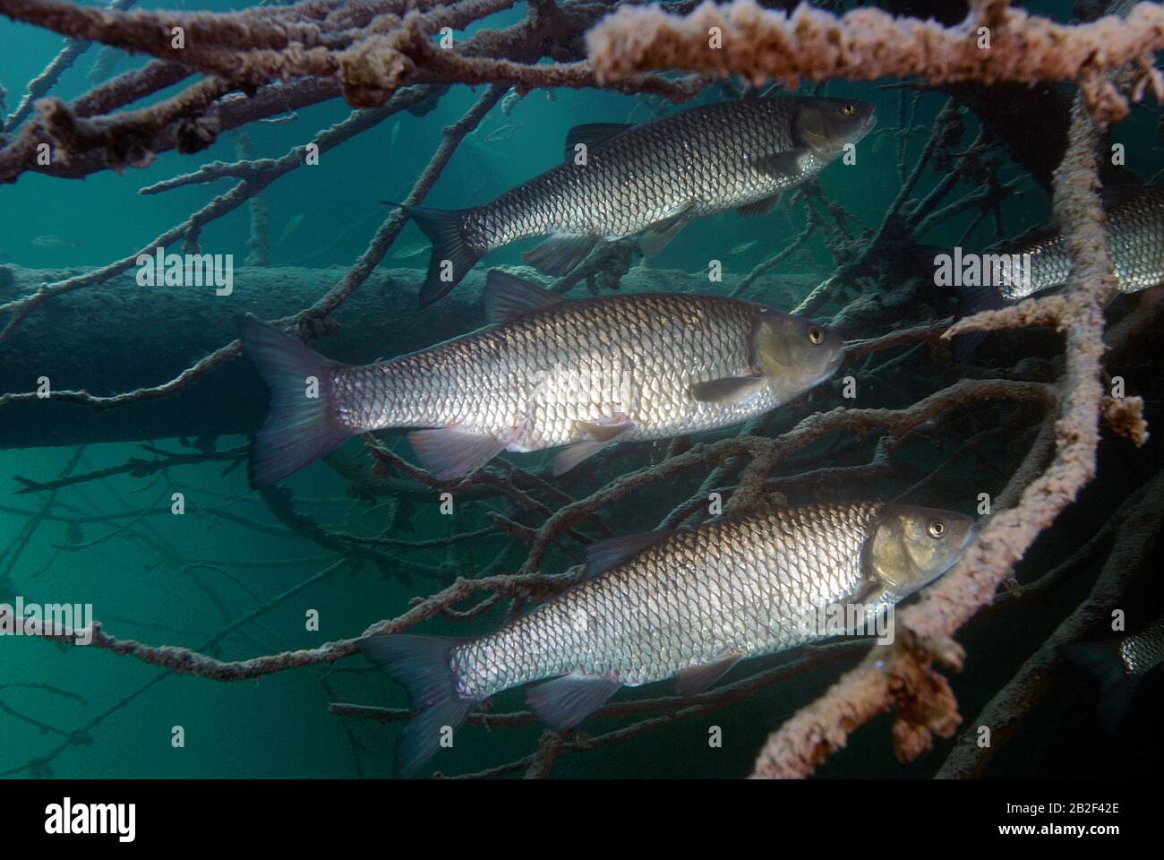 Chub commun ou chub européen (Leuciscus cephalus), caché sous des branches d'arbres sunken, Carinthie, Autriche Banque D'Images