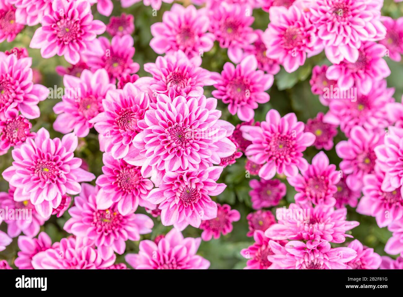 Macro vue de dessus belle fleur de chrysanthème dans le jardin pour l'utilisation en toile de fond Banque D'Images