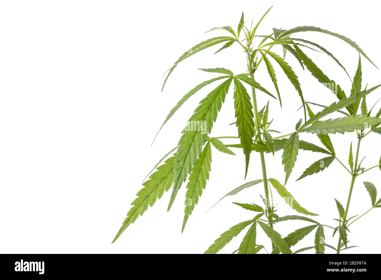 Gros plan jeune vert frais de marijuana arbre dans le pot d'ensemencement en plastique noir isolé sur fond blanc Banque D'Images
