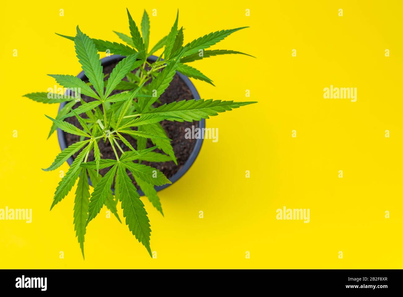 Gros plan jeune vert frais de marijuana arbre dans le pot d'ensemencement en plastique noir sur fond jaune Banque D'Images