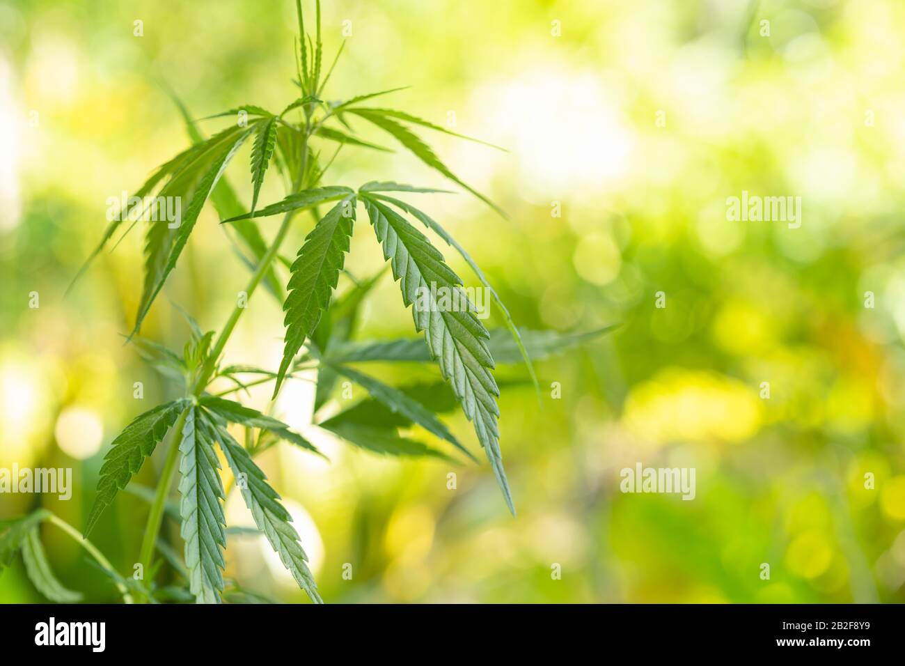 Gros plan jeune vert frais de marijuana arbre dans le jardin avec flou de la nature et fond bokeh Banque D'Images