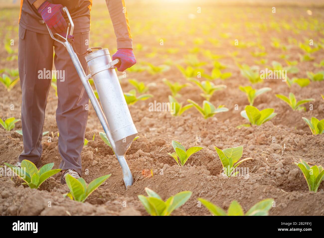 Agriculteur asiatique travaillant sur le terrain et donnant des engrais en creusant l'outil dans le sol pour de jeunes arbres à tabac Banque D'Images
