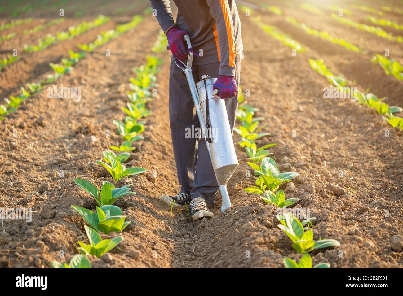 Agriculteur asiatique travaillant sur le terrain et donnant des engrais en creusant l'outil dans le sol pour de jeunes arbres à tabac Banque D'Images