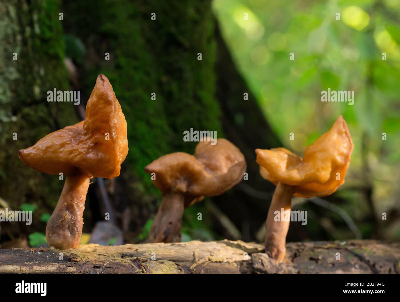 Faux morel à capuche Banque D'Images