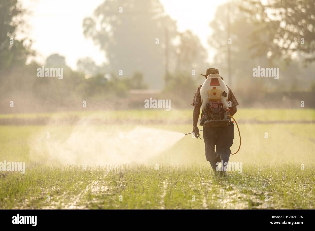 Agriculteur asiatique avec machine et pulvérisation de produits chimiques ou d'engrais à de jeunes rizières vertes le matin Banque D'Images