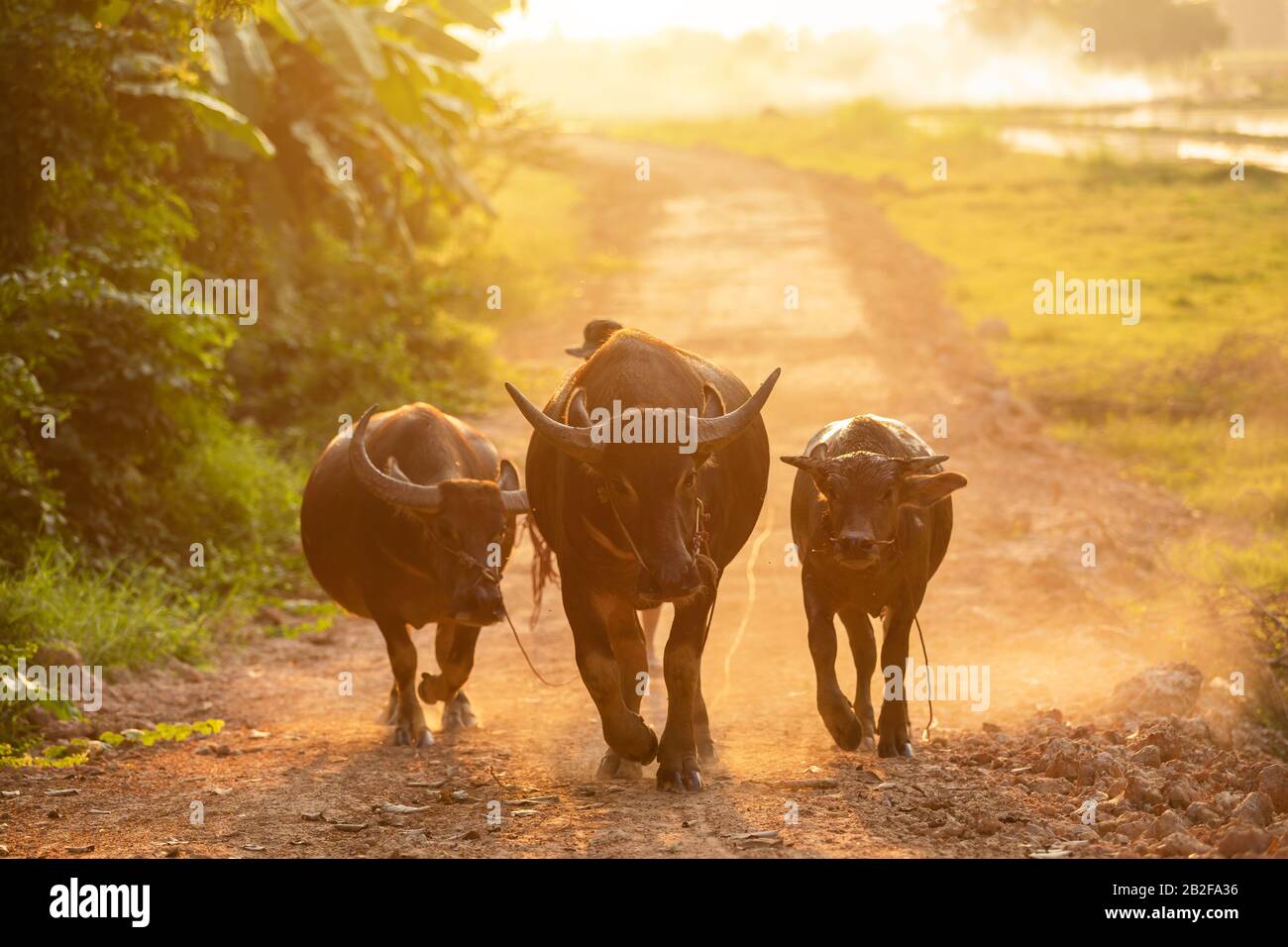 Trois de buffles noirs thaïlandais marchant sur la route à la campagne en soirée Banque D'Images