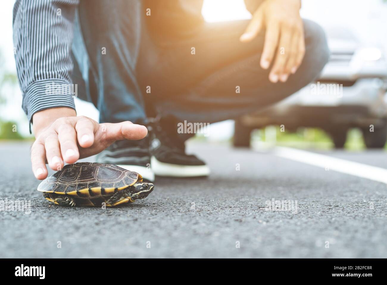 Tortue traversant la route. Le chauffeur arrête la voiture et aide la tortue sur la route. Sécurité et attention au concept de conduite Banque D'Images