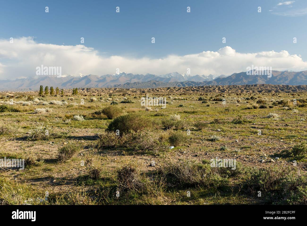 Pâturage dans les montagnes, Kirghizstan, région d'Issyk-Kul Banque D'Images