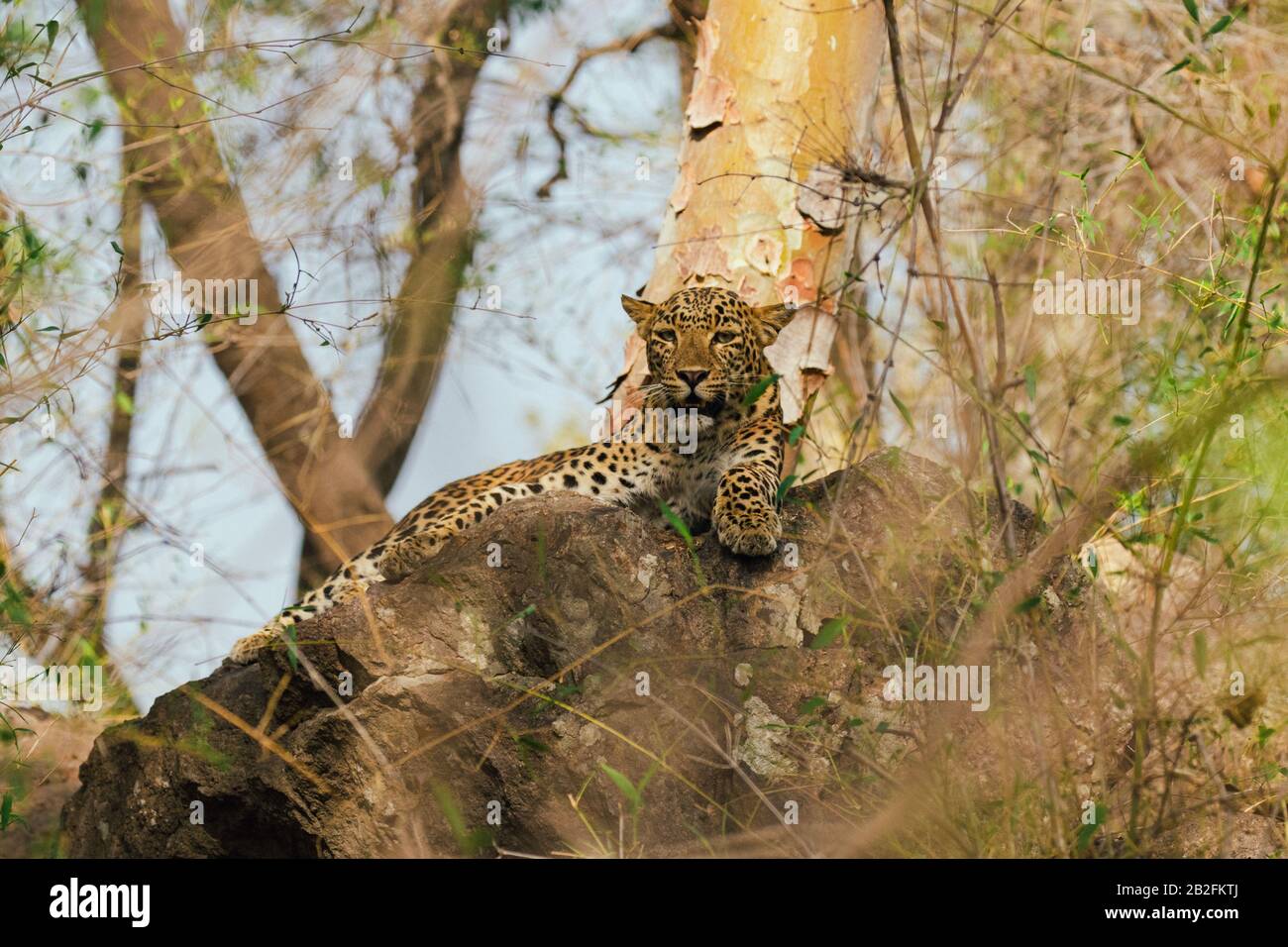 Leopard dans une jungle en Inde Banque D'Images