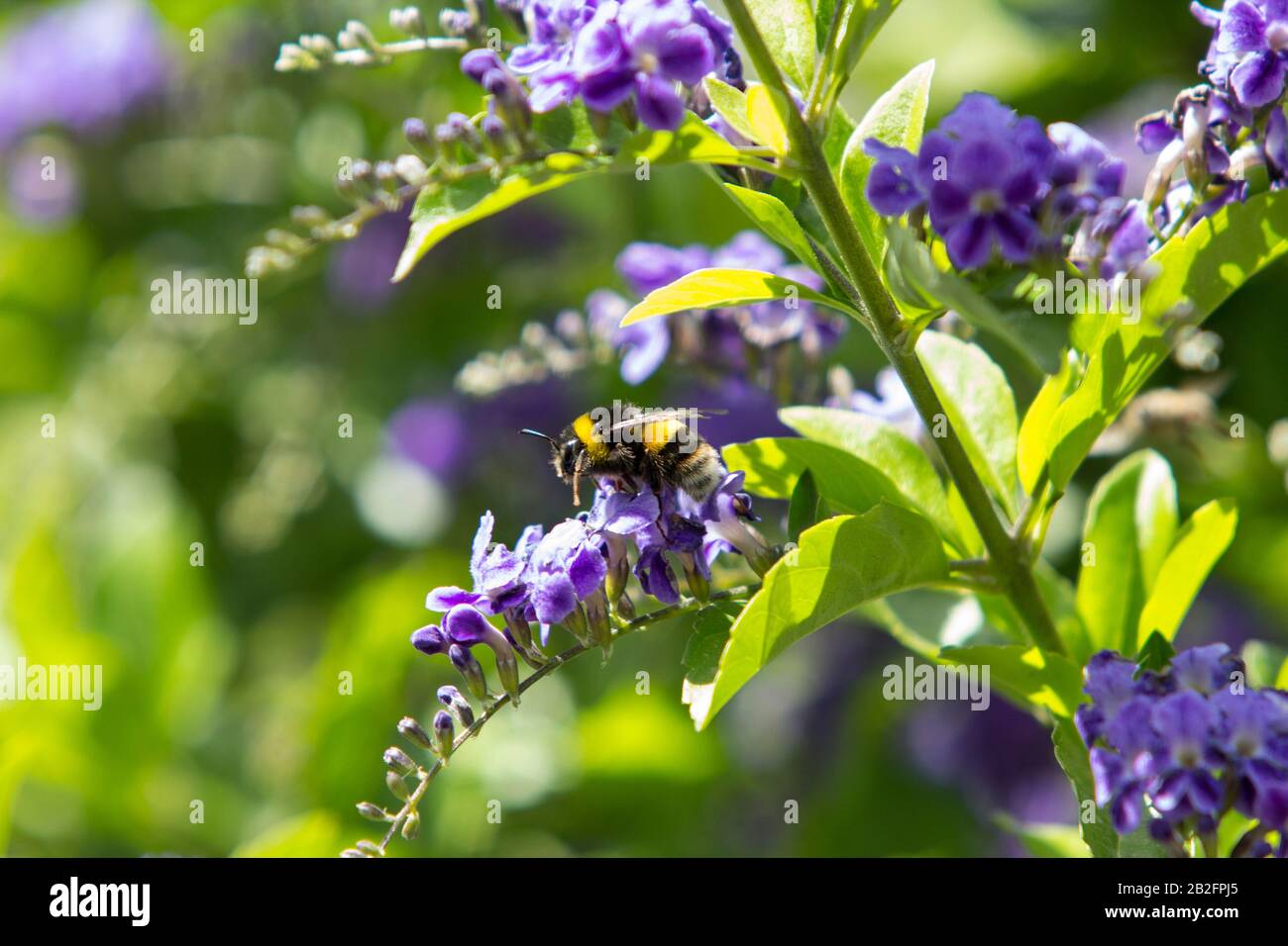 Gros plan sur un Bumblebee avec de minuscules fleurs pourpres par jour ensoleillé. Banque D'Images