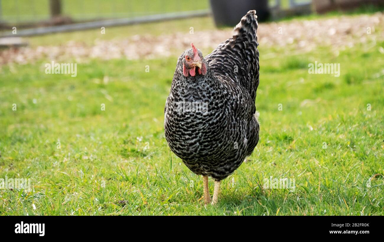 Une poule libre sur la ferme Banque D'Images