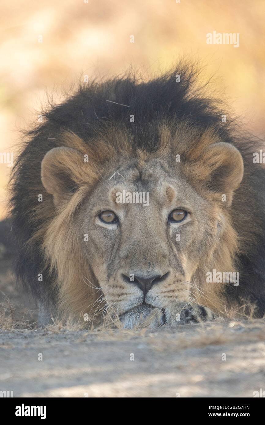 Gros Plan Sur Le Lion Asiatique Banque D'Images