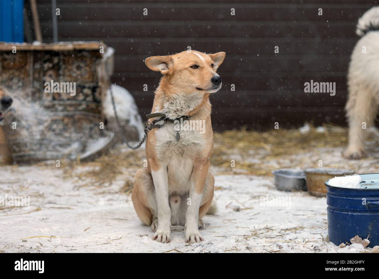 chien effrayé dans une cage de refuge avec des yeux tristes pleurant, adopter le concept, copier l'espace. Banque D'Images