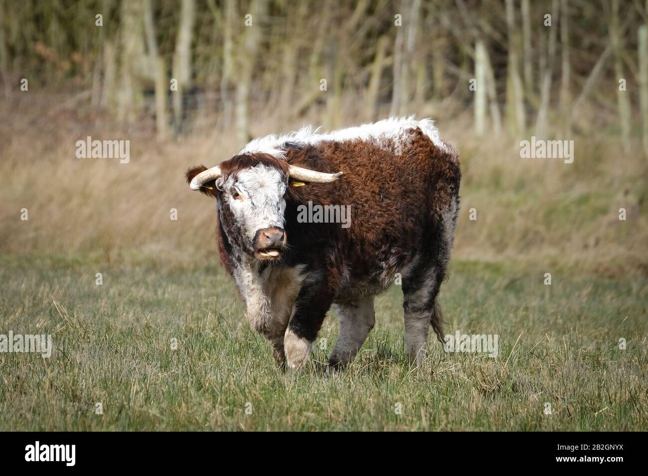 Le bétail à cornes longs anglais peut être vu pacage à la Réserve naturelle de Brockholes à Preston, dans le Lancashire. Banque D'Images
