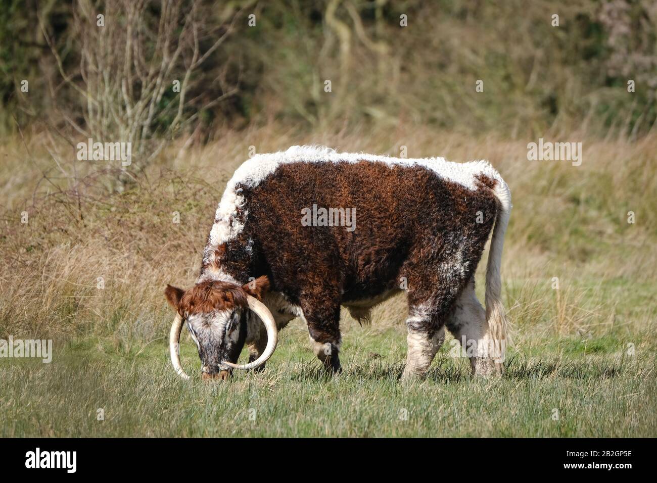 Le bétail à cornes longs anglais peut être vu pacage à la Réserve naturelle de Brockholes à Preston, dans le Lancashire. Banque D'Images