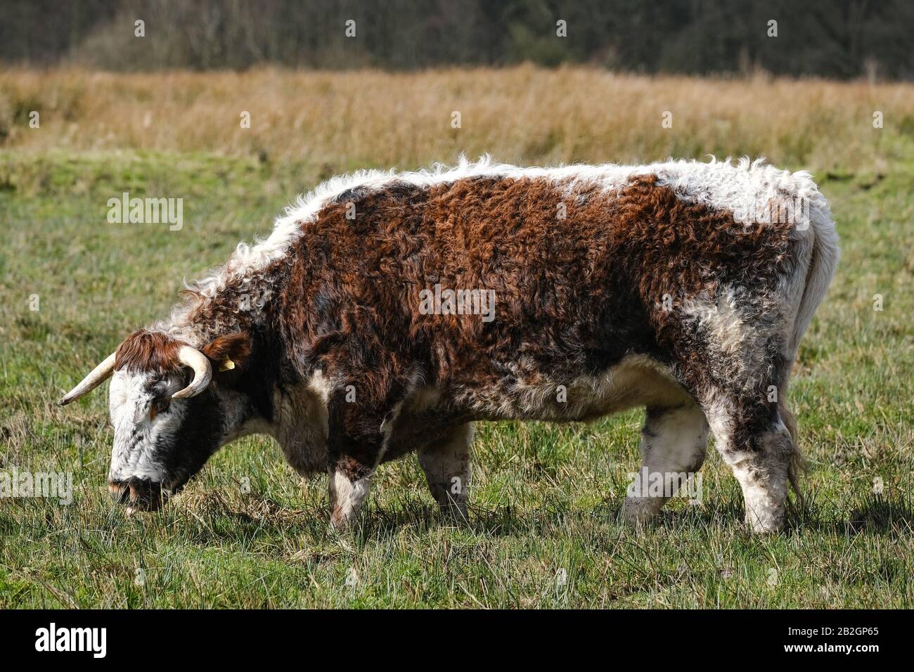 Le bétail à cornes longs anglais peut être vu pacage à la Réserve naturelle de Brockholes à Preston, dans le Lancashire. Banque D'Images
