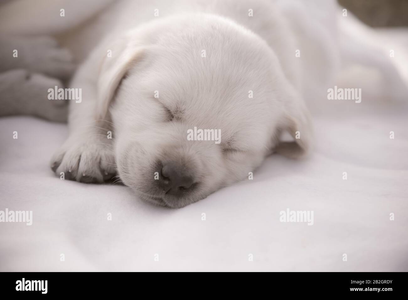 Labrador Chiot Dormant Mignon Chien Nouveau Ne De Race Photo Stock Alamy