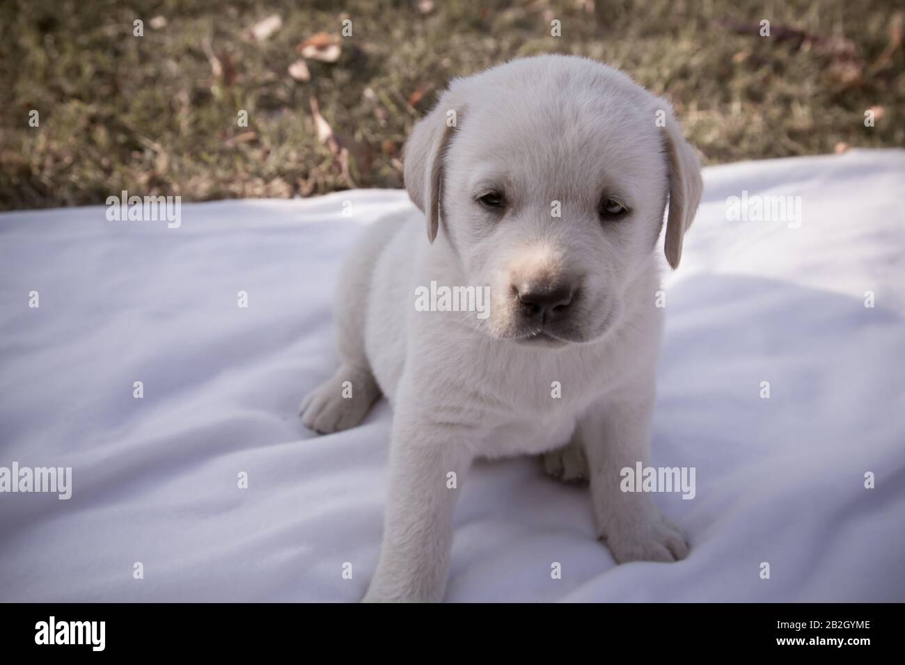 Petit Chiot Labrador Assis Sur Une Feuille Blanche Le Chien Nouveau Ne Beige Purace Joue Dans L Arriere Cour Photo Stock Alamy Petit Chiot Labrador Assis Sur Une Feuille Blanche Le Chien Nouveau Ne Beige Purace Joue Dans L Arriere Cour Photo Stock Alamy