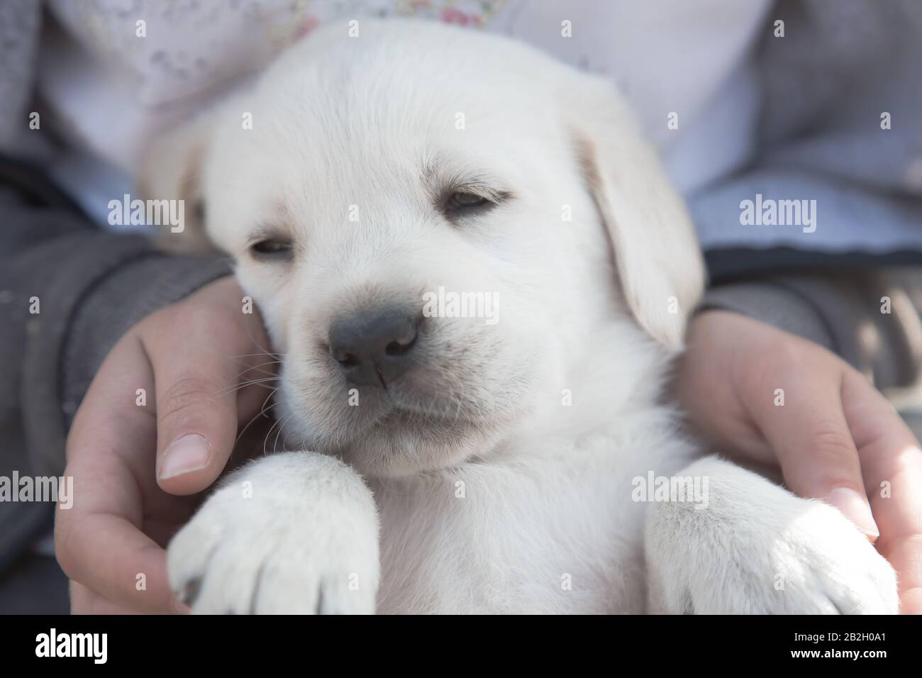 Une Fille Tient Un Petit Chiot Labrador Dans Ses Mains Le Chien Nouveau Ne Beige Purace Joue Dans L Arriere Cour Photo Stock Alamy
