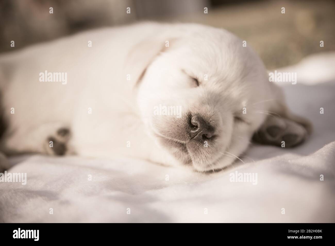 Adorable Labrador Retriever Chiot S Est Endormi Chien Nouveau Ne Beige Rerouge Dormant Portrait En Gros Plan Photo Stock Alamy