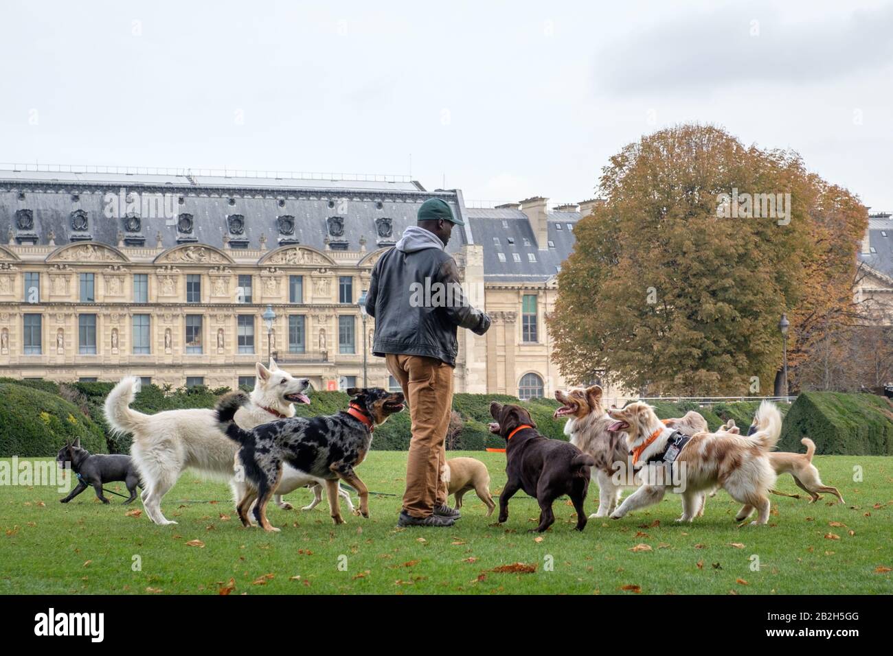 Marcheur pour chiens à Paris Banque D'Images
