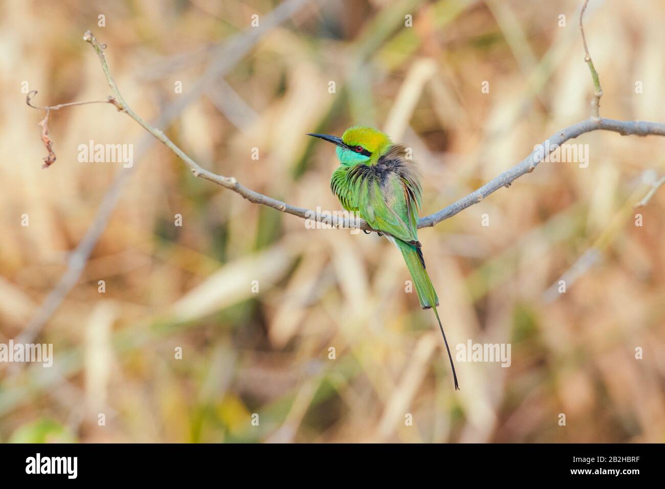 Oiseau vert d'abeille perché sur une branche Banque D'Images