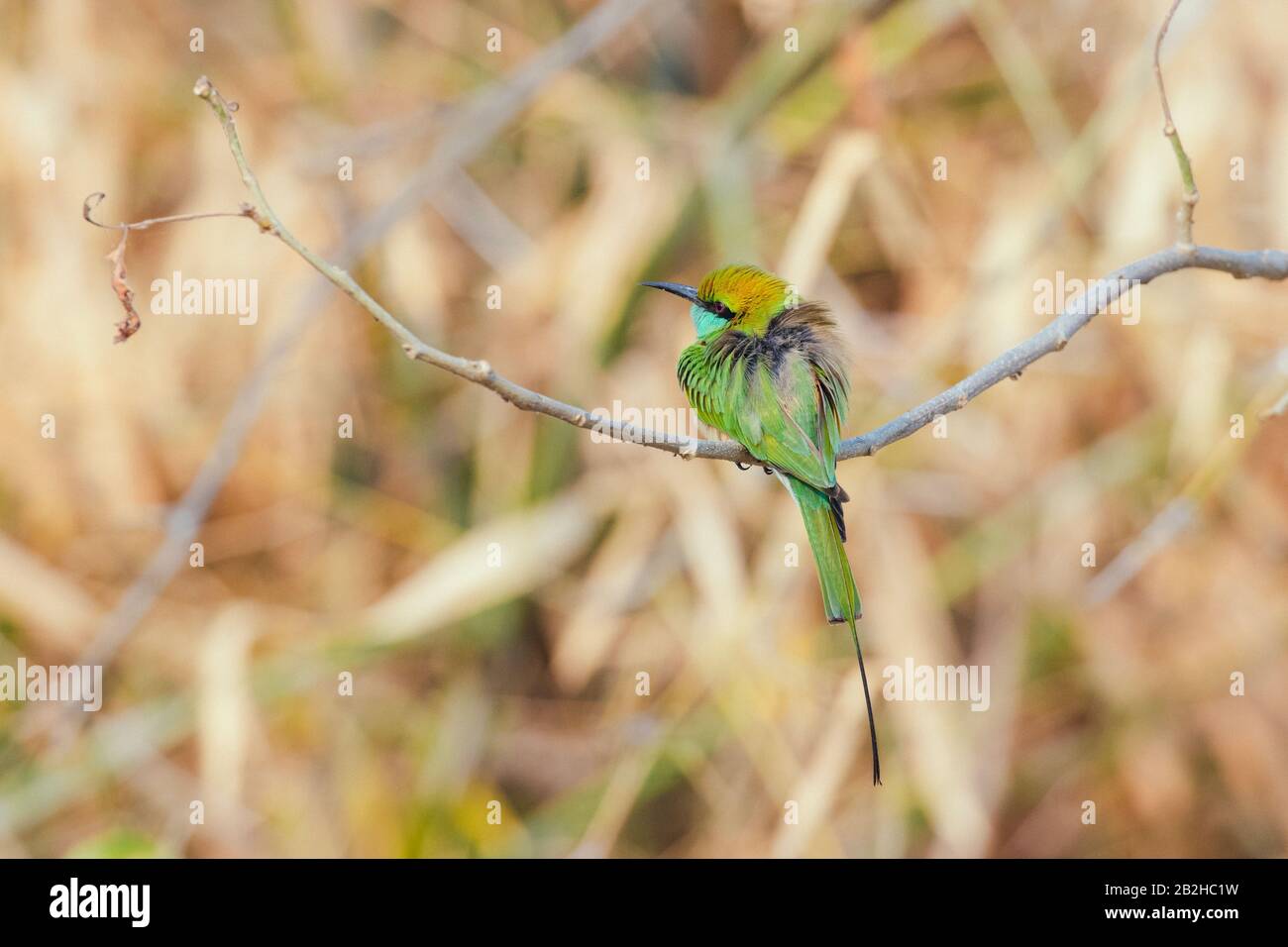 Oiseau vert d'abeille perché sur une branche Banque D'Images