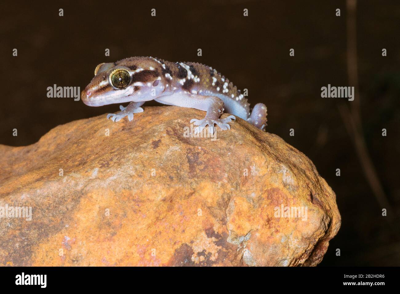 Gecko indien dans l'habitat naturel Banque D'Images