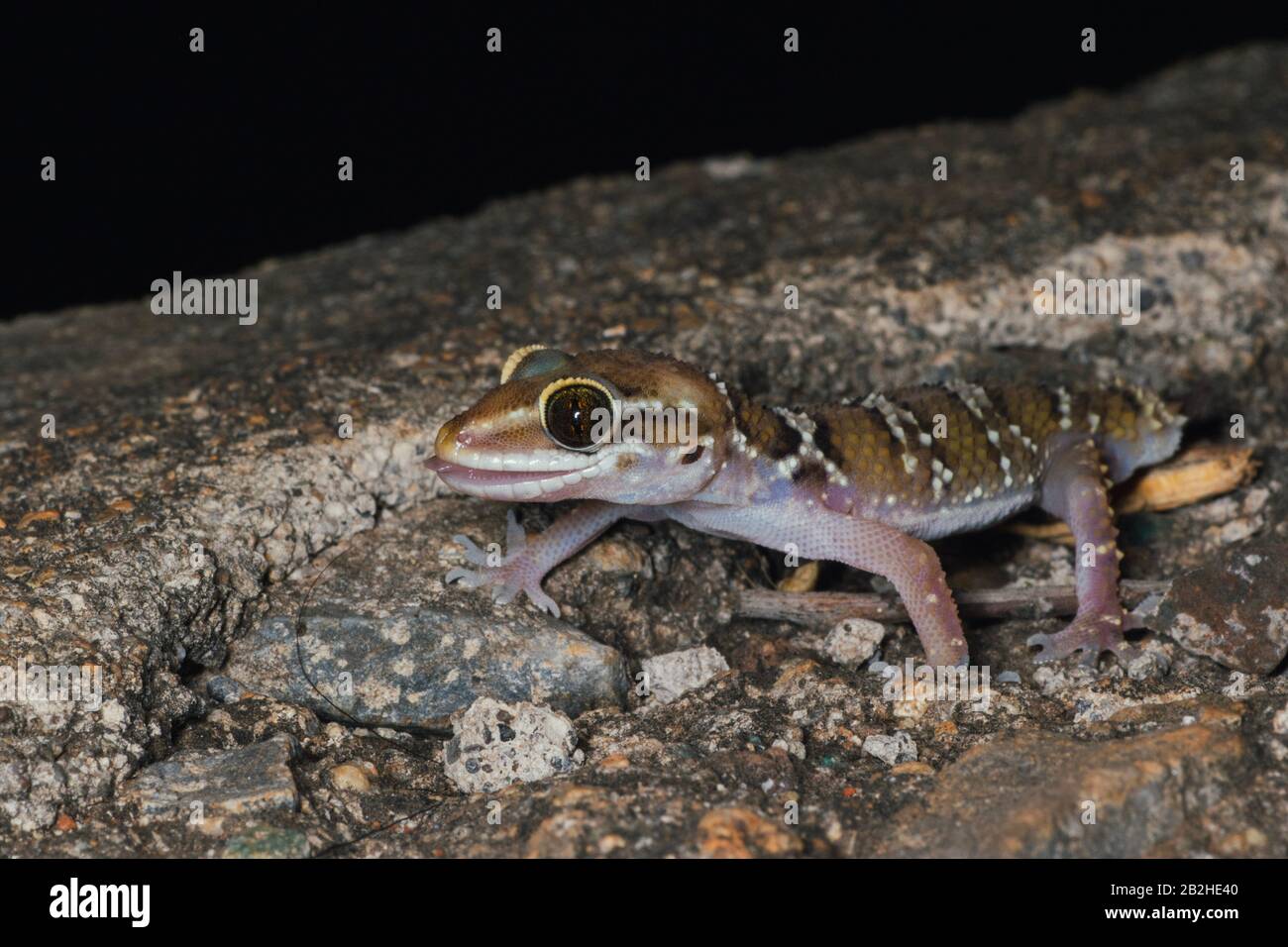 Gecko indien dans l'habitat naturel Banque D'Images
