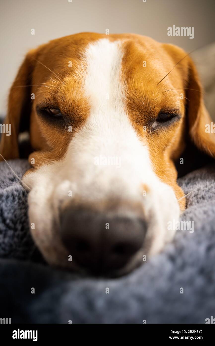 Chien beagle Posé sur une couverture sur un canapé. Banque D'Images Chien beagle Posé sur une couverture sur un canapé. Banque D'Images