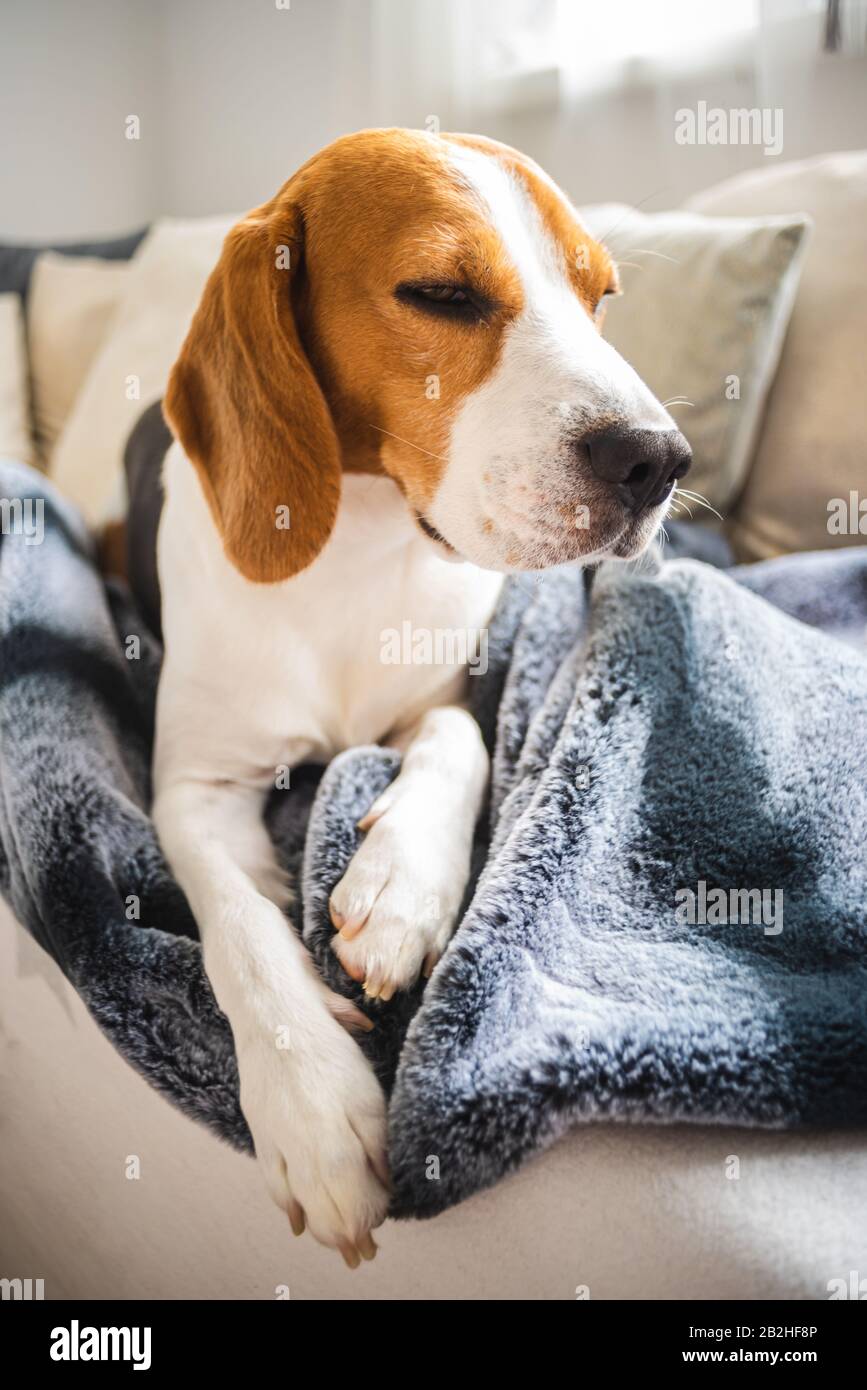Chien beagle Posé sur une couverture sur un canapé. Banque D'Images Chien beagle Posé sur une couverture sur un canapé. Banque D'Images