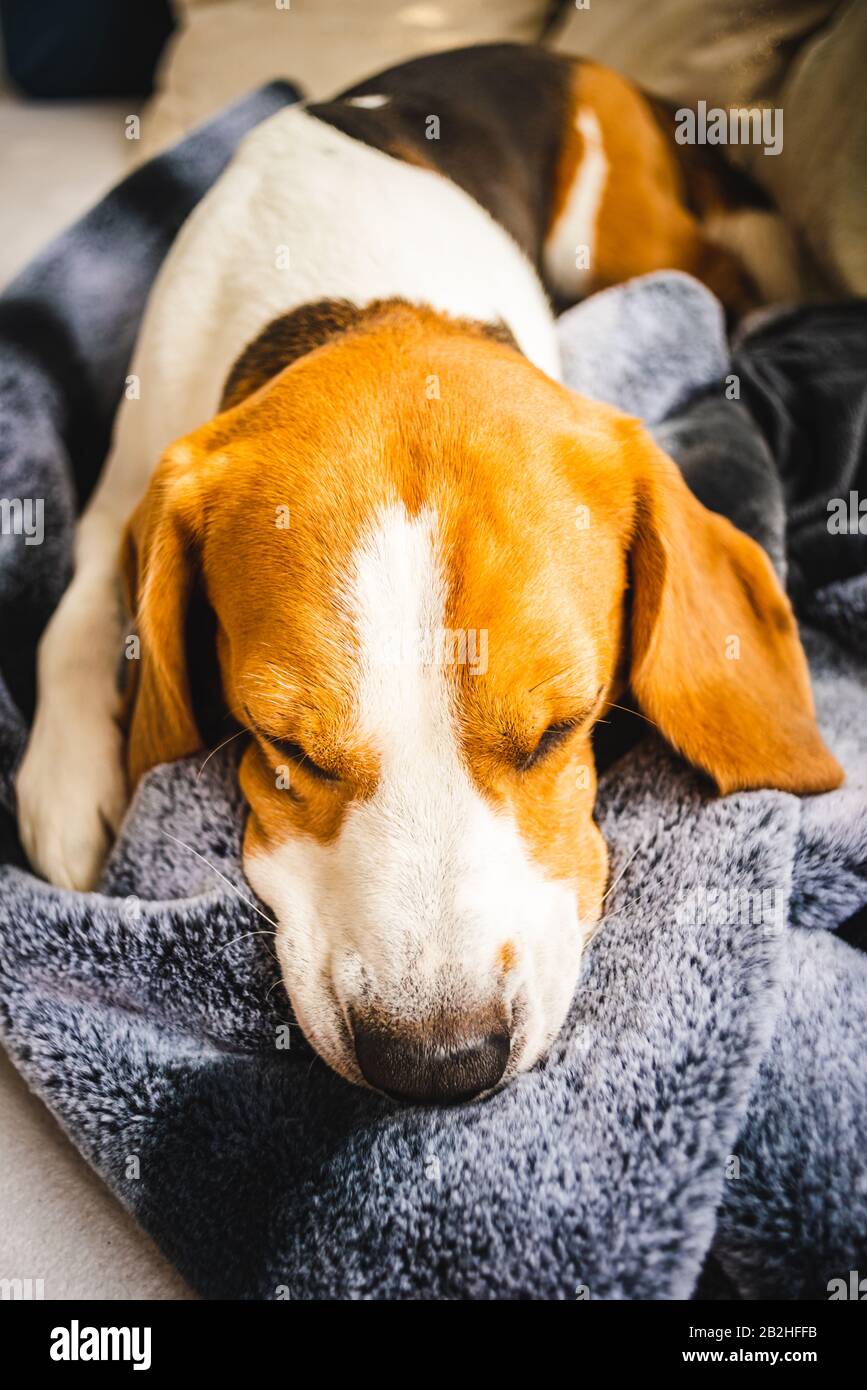 Chien beagle Posé sur une couverture sur un canapé. Banque D'Images Chien beagle Posé sur une couverture sur un canapé. Banque D'Images
