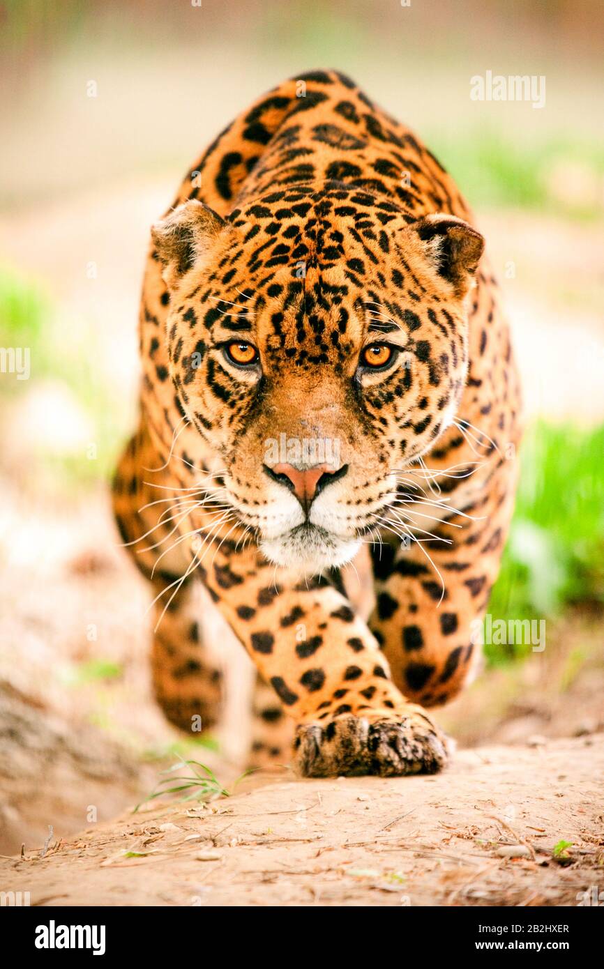 Une Jaguar Sauvage Qui Tourne Vers La Caméra Avec Son Look Féroce Pointant Vers Le Photographe Banque D'Images