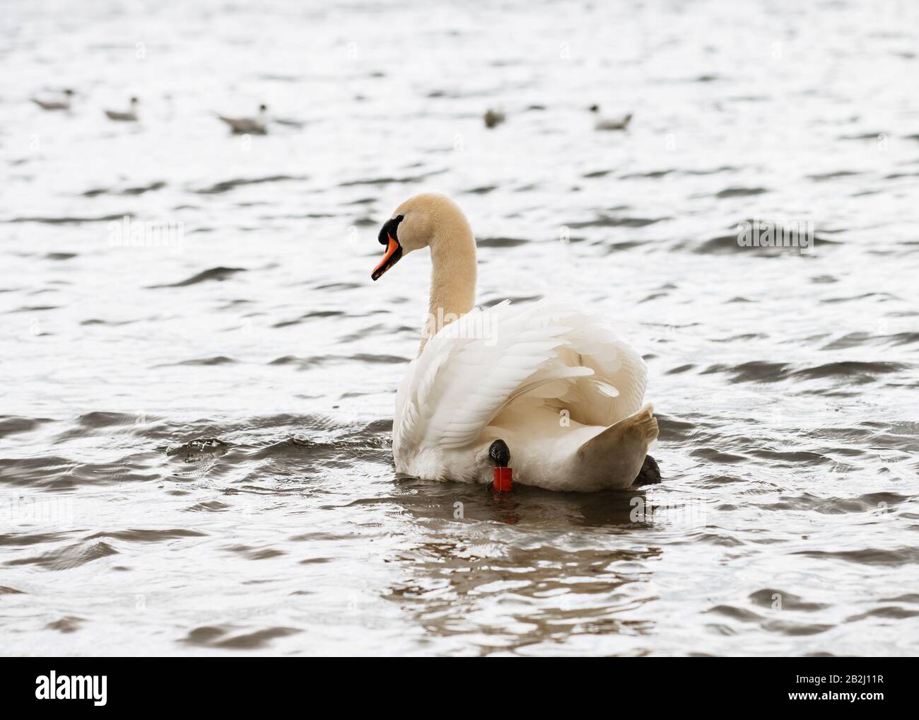 Cygne blanc nageant sur le lac en une journée gris nuageux Banque D'Images