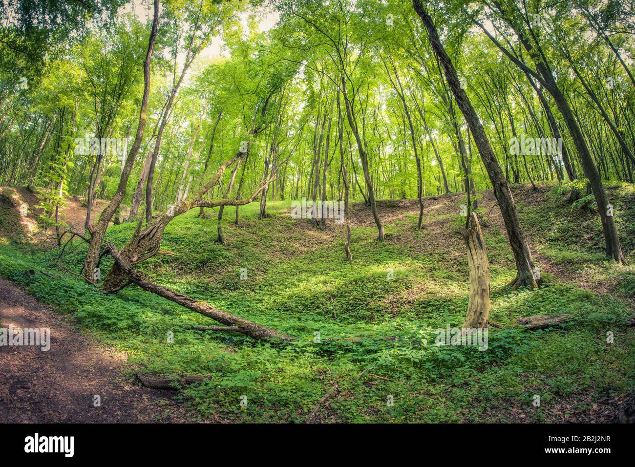 Forêt magique et sentier en saison de printemps Banque D'Images