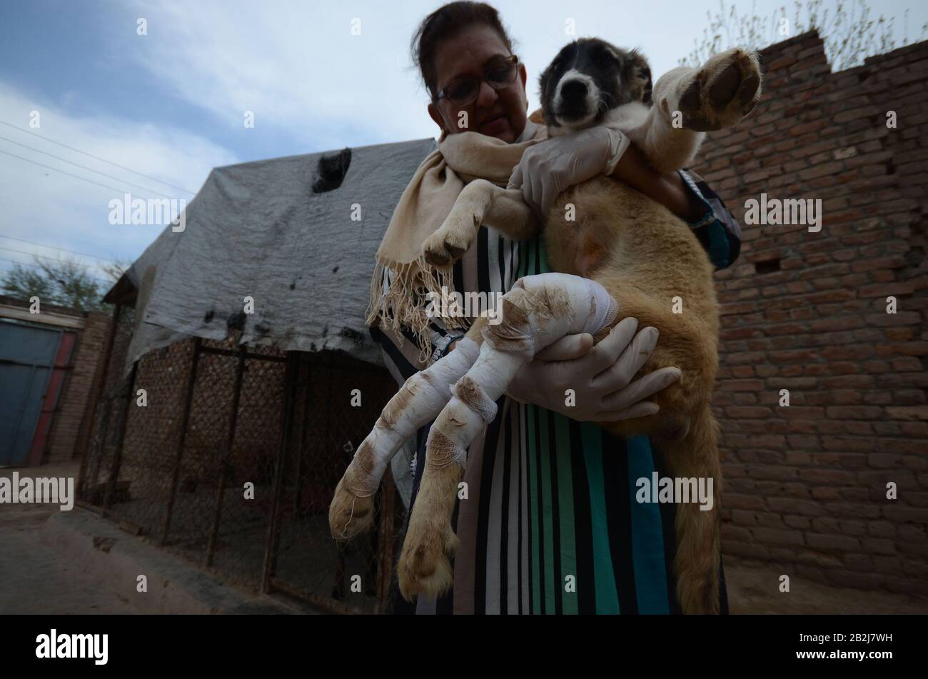 ZEBA Masod, militante des droits des animaux, est assise au milieu des chiens après avoir été sauvés des rues du Lucky Animal protection Shelter (TOURS), une organisation à but non lucratif qui offre un abri temporaire aux chiens astray et abandonnés à Peshawar. (Photo De Hussain Ali/Pacific Press) Banque D'Images