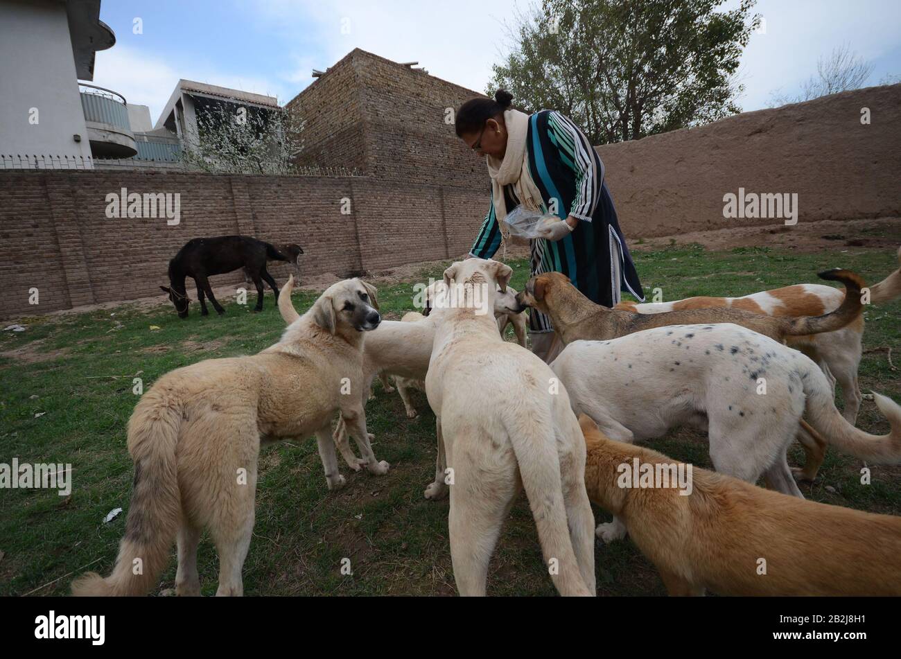 ZEBA Masod, militante des droits des animaux, est assise au milieu des chiens après avoir été sauvés des rues du Lucky Animal protection Shelter (TOURS), une organisation à but non lucratif qui offre un abri temporaire aux chiens astray et abandonnés à Peshawar. (Photo De Hussain Ali/Pacific Press) Banque D'Images