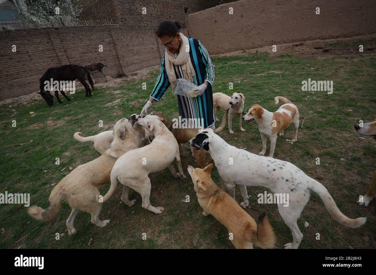 ZEBA Masod, militante des droits des animaux, est assise au milieu des chiens après avoir été sauvés des rues du Lucky Animal protection Shelter (TOURS), une organisation à but non lucratif qui offre un abri temporaire aux chiens astray et abandonnés à Peshawar. (Photo De Hussain Ali/Pacific Press) Banque D'Images