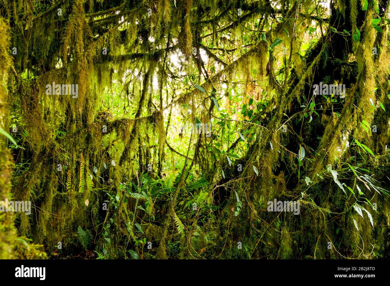 La végétation dense jungle équatorienne Banque D'Images