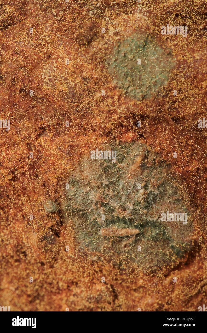 Point vert du moule sur la vue rapprochée de la texture marron Banque D'Images