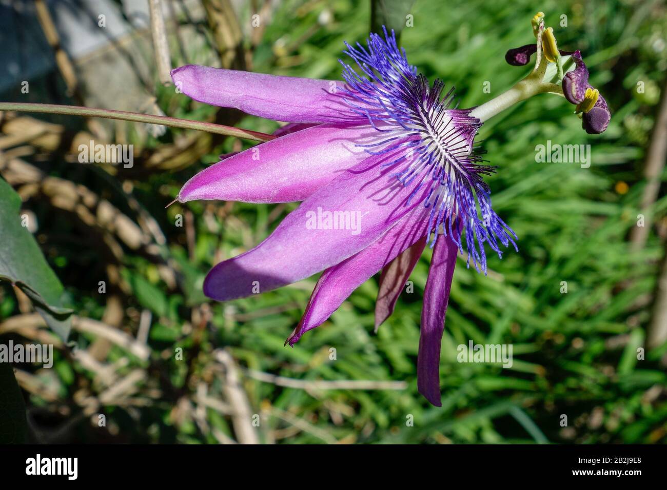 Pourpre Passion flower (Passifloraceae) poussant dans un jardin anglais Banque D'Images