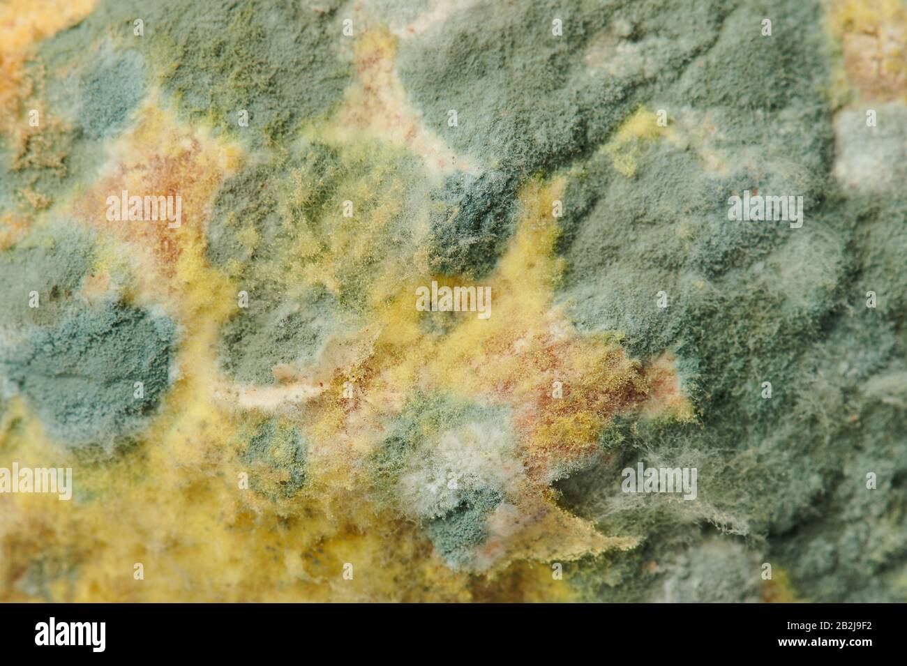 Surface avec moisissure verte et spores jaunes vue rapprochée Banque D'Images