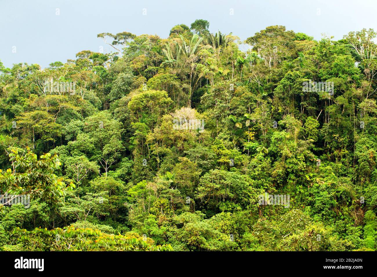 Distance de la jungle dense en Amazonie équatorienne Banque D'Images