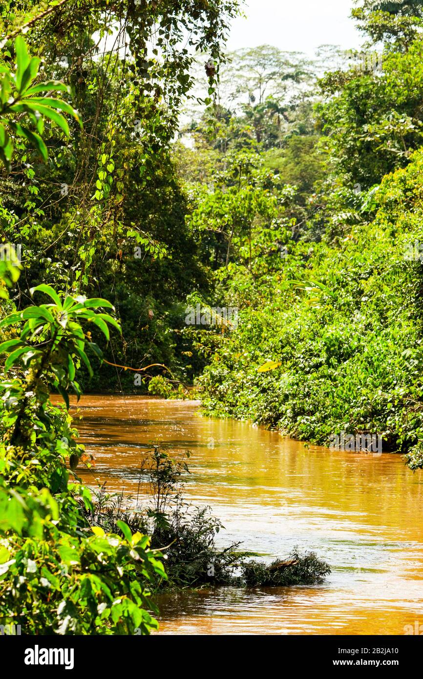 La végétation dense du bassin de l'Amazone de l'Equateur Banque D'Images
