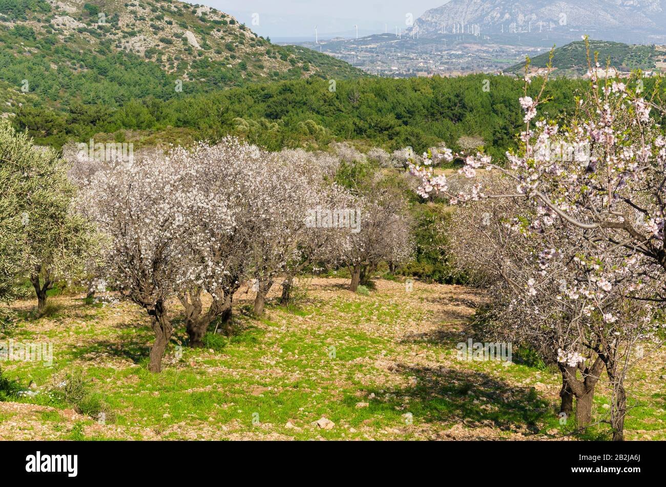 Les amandiers fleuissent dans le verger contre le bleu, le ciel du printemps. Datca, Mugla, Turquie Banque D'Images
