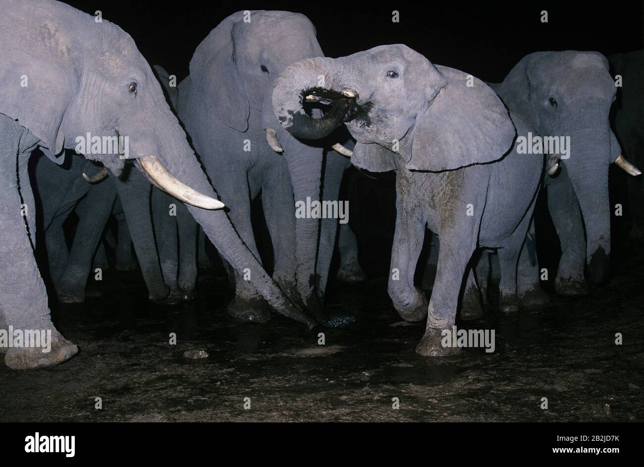 Éléphants d'Afrique (Loxodonta Africana) dans la boue la nuit Banque D'Images