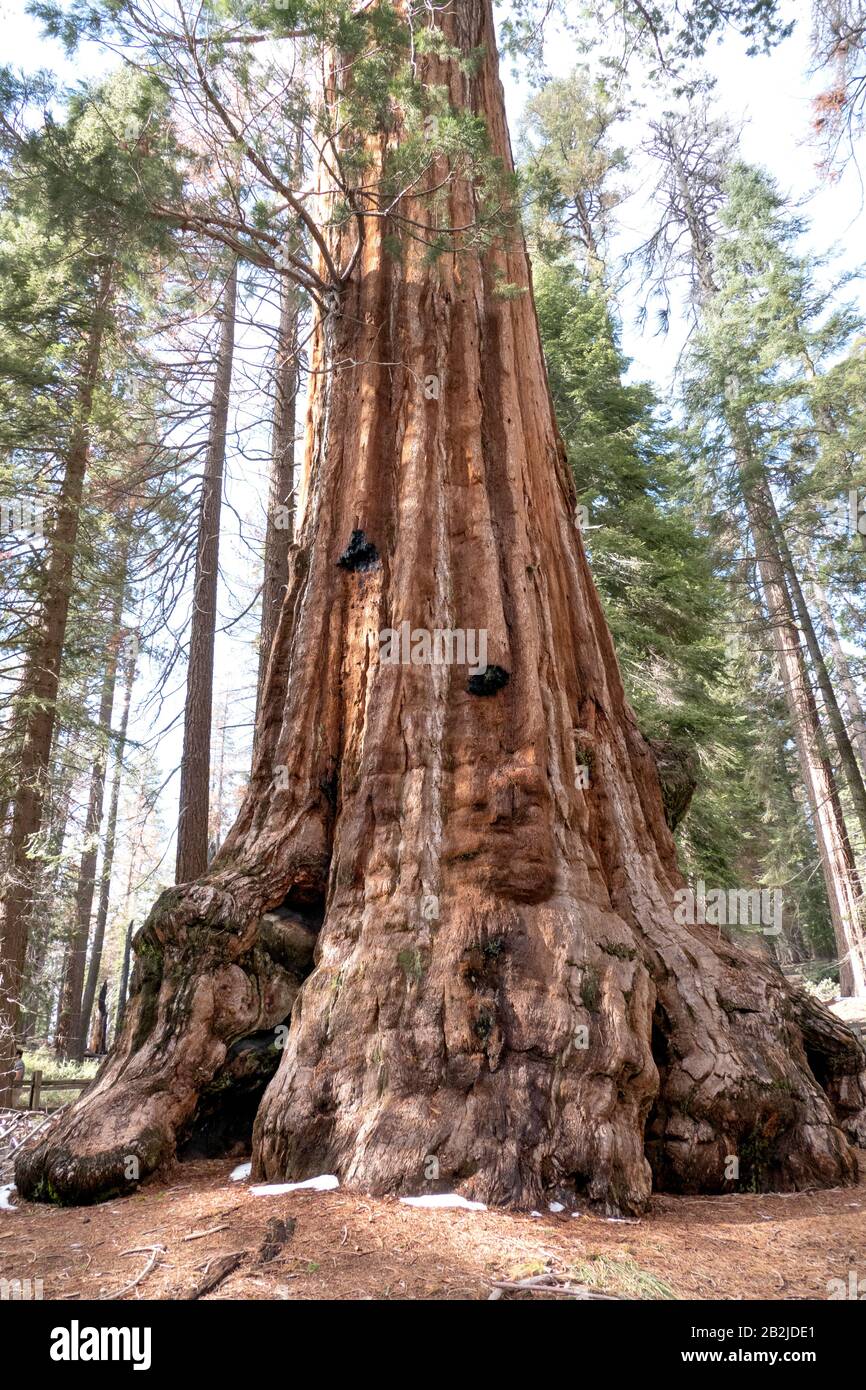 Des arbres géants de Sequoia au parc national de Sequoia, Sierra Mountains, États-Unis d'Amérique. Banque D'Images