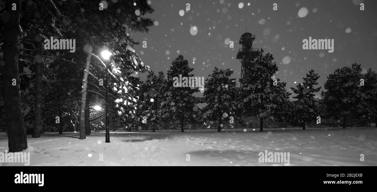 Soir sur Park de Ploiesti Roumanie Black White Lights beaucoup de Pins Banque D'Images